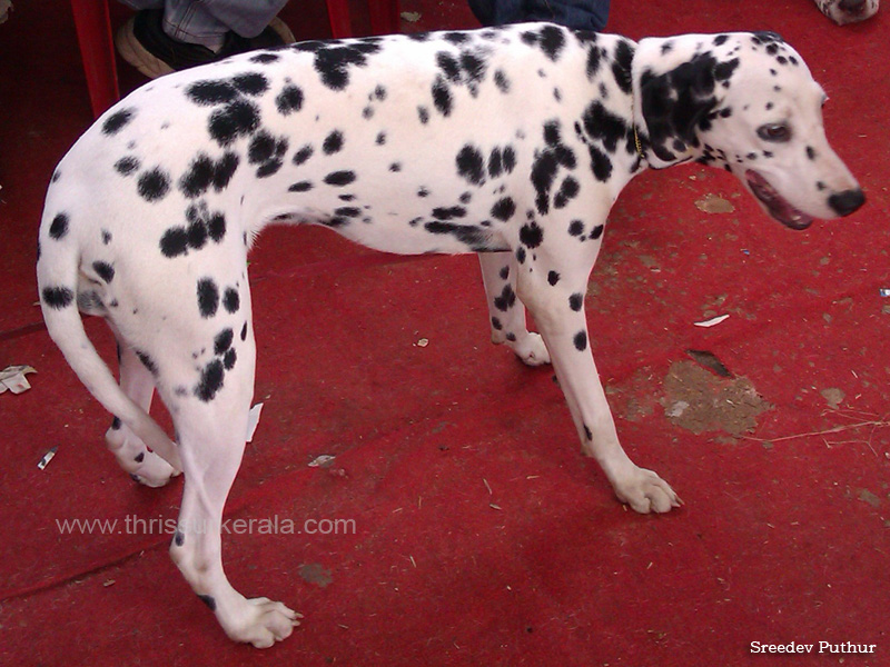 Dalmatian copy